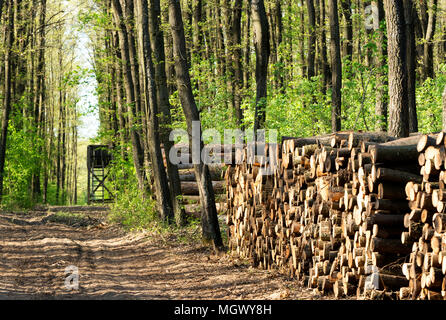 Big pile of wood in the forest in sping time Stock Photo