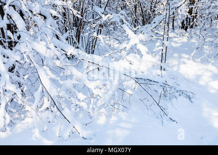 snow-covered bush in forest of Timiryazevskiy park of Moscow city in sunny winter day Stock Photo