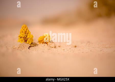 Yellow or desert broomrape (Cistanche tubulosa) flowering in the desert. This plant is a parasitic member of the broomrape family. Stock Photo