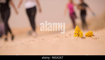 Yellow or desert broomrape (Cistanche tubulosa) flowering in the desert. This plant is a parasitic member of the broomrape family. Stock Photo