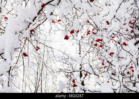 snowy tree branches with frozen ripe hawthorn berries in Timiryazevskiy forest park of Moscow city in sunny winter morning Stock Photo