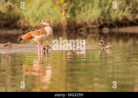 Egyptian Goose (Alopochen aegyptiaca) a member of the duck, goose, and swan family Anatidae. It is native to Africa south of the Sahara and the Nile V Stock Photo