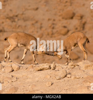 two juvenile Nubian Ibex (Capra ibex nubiana) locking horns. Photographed on the edge of the Ramon crater, Negev Desert, Israel Stock Photo