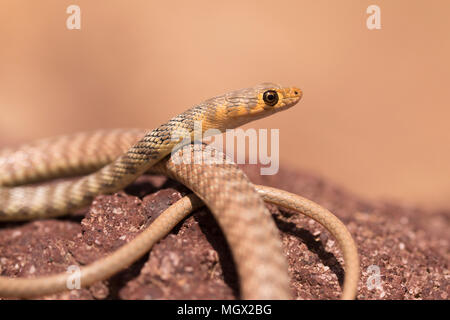 Braid Snake or Jan's Cliff Racer (Platyceps rhodorachis) is a species of snake found in Central Asia and the Middle East. Photographed in Israel in Ma Stock Photo