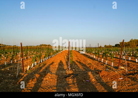 Young grape vines in a vineyard Photographed in Israel Stock Photo