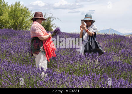 Two tourist Chinese women shooting themselves in a hybrid lavender field (Valensole - Alpes de Haute Provence - France). Stock Photo