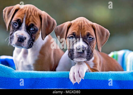 Two Boxer Puppies , eight week old, sitting together in basket Stock Photo