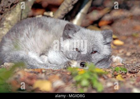 Arctic Fox in summer hair, beautiful brown eyes, laying on forest floor near small trees. Stock Photo