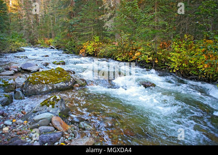 Rushing waters of an Wilderness Creek running through a beautiful old growth forest. Stock Photo