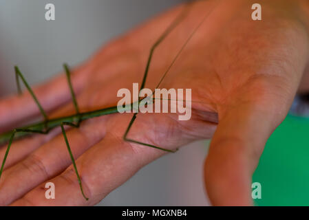 Mantis animal on human hand Stock Photo