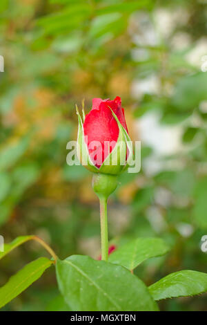 Blooming Red Rose Bud Stock Photo