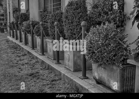 Monochrome Bush in flowerpot with steel chain fence before it. Stock Photo