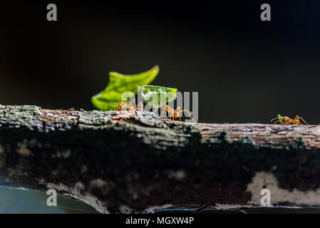 Ants are carrying on leaves Stock Photo