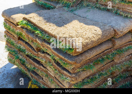 Green Grass Sod used to restore damaged grass or create new landscaped lawn areas Stock Photo