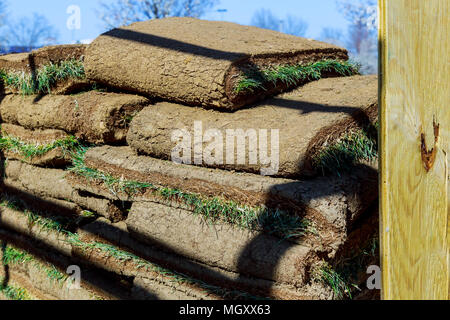 Gardener applying turf rolls in the backyard grass rolls ready for installing Stock Photo