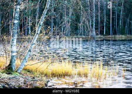 Silver birch trees by partially frozen lake in Nuuksio National Park,Espoo,Finland,Europe Stock Photo