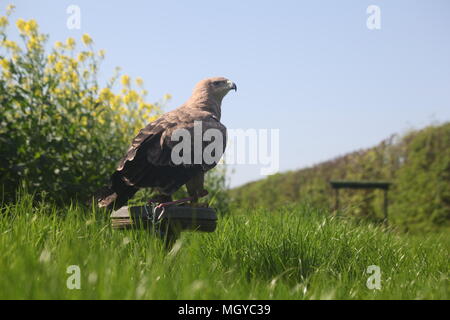 Taking Photos Of Birds Of Prey Is My Hobby Stock Photo