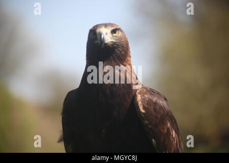 Taking Photos Of Birds Of Prey Is My Hobby Stock Photo