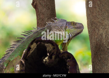 one iguana is on branch of the tree Stock Photo