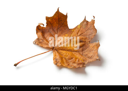Single maple tree leaf in autumn on white background Stock Photo