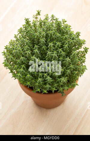 Terracotta  pot with fresh green thyme Stock Photo