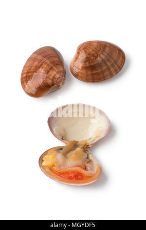 Fresh raw open smooth clam with two closed in the background on white background Stock Photo