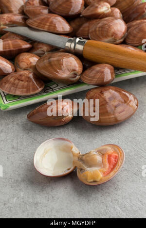 Fresh raw closed smooth clams or Callista Chione and one opened in front Stock Photo