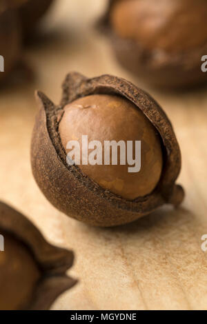 Single Austalian macadamia nut in the husk Stock Photo