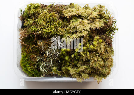 Various mosses in plastic container isolated on white background from a high angle view Stock Photo