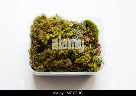 Different moss plants in plastic container isolated on white background from a high angle view Stock Photo