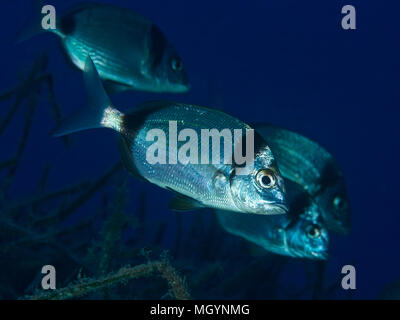 Common two-banded seabream (Diplodus vulgaris) fish school in the mediterranean sea (Majorca, Balearic Islands, Spain) Stock Photo