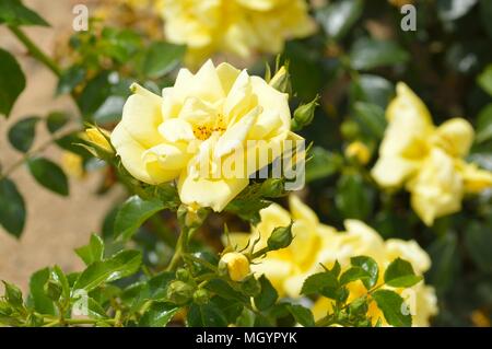 Rose Flower Carpet Gold Stock Photo