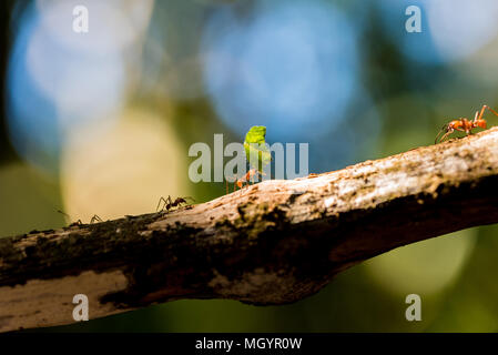 Ants are carrying on leaves Stock Photo