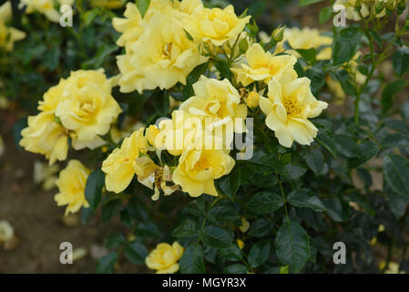 Rose Flower Carpet Gold Stock Photo