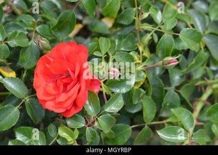 Rose Flower Carpet Scarlet Stock Photo