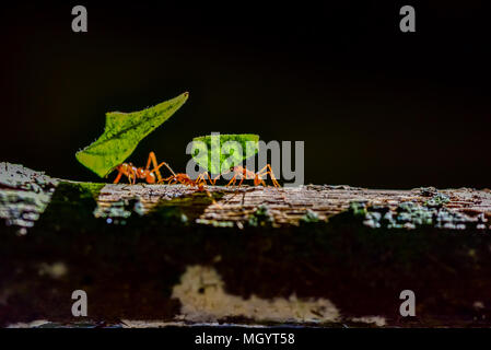 Ants are carrying on leaves Stock Photo