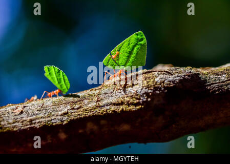 Ants are carrying on leaves Stock Photo