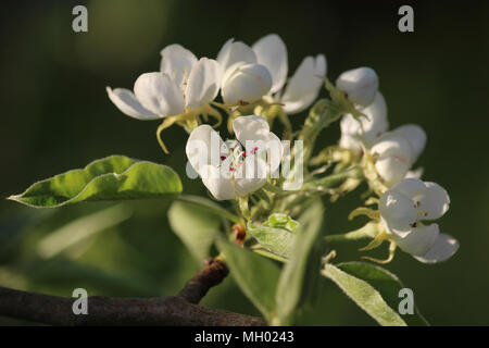 The beautiful sunlit white blossom of the pear tree in spring. (Pyrus sp.) Stock Photo