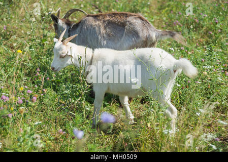 Two goats, dark brown and white, grazing on the green meadow at summer day Stock Photo