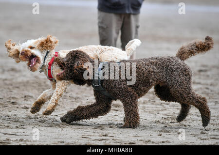 can i take my dog on barry island beach