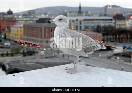Seagull at dusk in central Oslo near Opera House Stock Photo