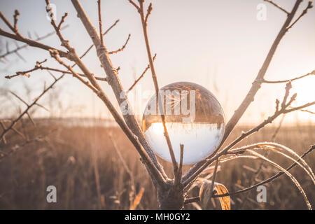 Glass orb in a tree on a cold morning in the sunrise Stock Photo