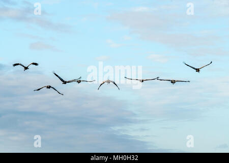Cranes flying towards the sunrise in the morning in clear blue sky Stock Photo