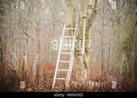 Metal ladder in a tree in the fall in a forest Stock Photo