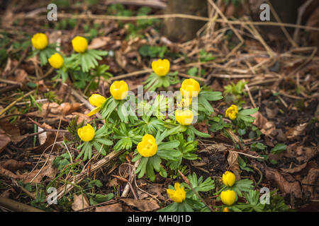 Eranthis flowers in yellow color blooming in a forest in the late winter Stock Photo
