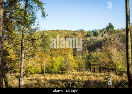 Autumn scenery in a forest on a sunny day in the fall with pine and beech trees Stock Photo