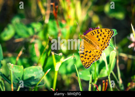 High brown fritillary butterfly (Argynnis adippe) with open wings in beautiful orange colors in the summer Stock Photo