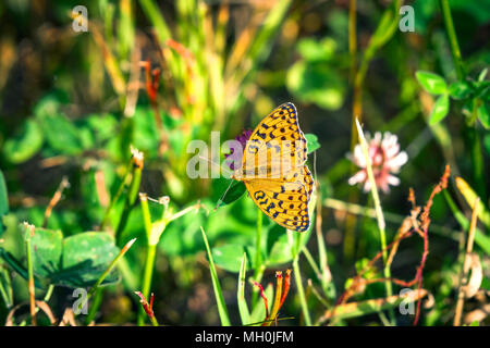 Argynnis adippe aka High brown fritillary butterfly sitting on a flower in a green garden in the summer Stock Photo