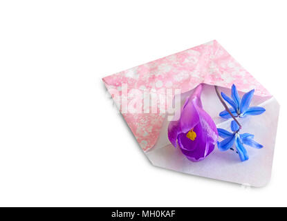On a white background the first spring flowers: snowdrops, crocuses, violets and envelope. Stock Photo