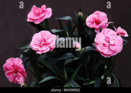 Dianthus Tenelke 'Pinks' evergreen perennial Stock Photo